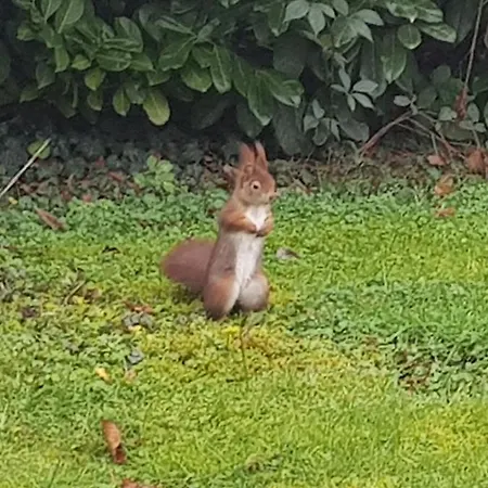 Daire Tolstov House - 6 With Garden - 15 Min Messe Dus & Airport Dus Meerbusch